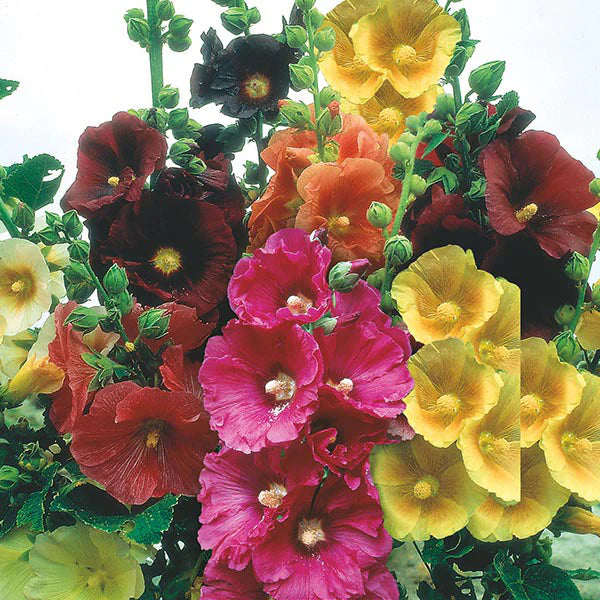 Hollyhock Giant Danish Mix Rare  Flowers Seeds