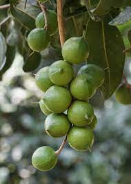 Macadamia Nut Tree Seeds - Macadamia integrifolia