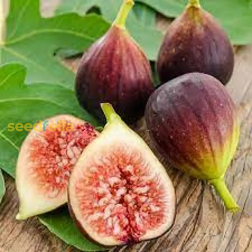 Madeira Fig Fruit Seeds For Planting | Grow Delicious Figs At Home heirloom non-gmo organic garden seeds