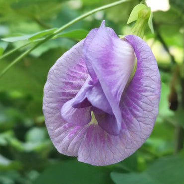 Purple Butterfly Pea Flower Seeds
