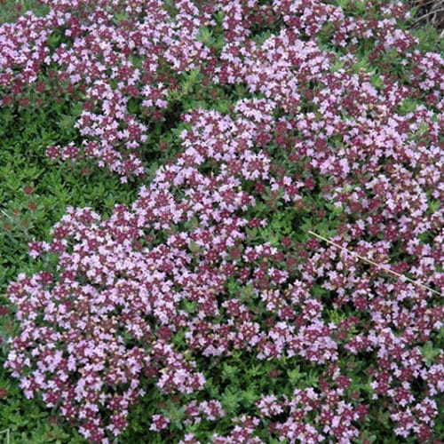 Magic Carpet Thyme (Thymus vulgaris 'Magic Carpet') Seeds