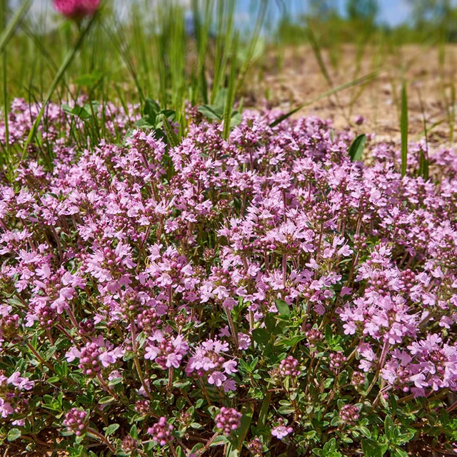 Magic Carpet Thyme Thymus Vulgaris 'Magic Carpet' Seeds heirloom non-gmo organic garden seeds