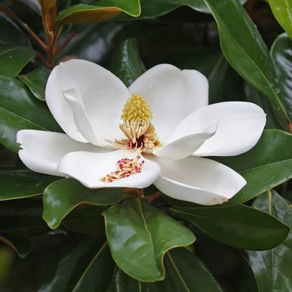 Magnolia Flower Seeds