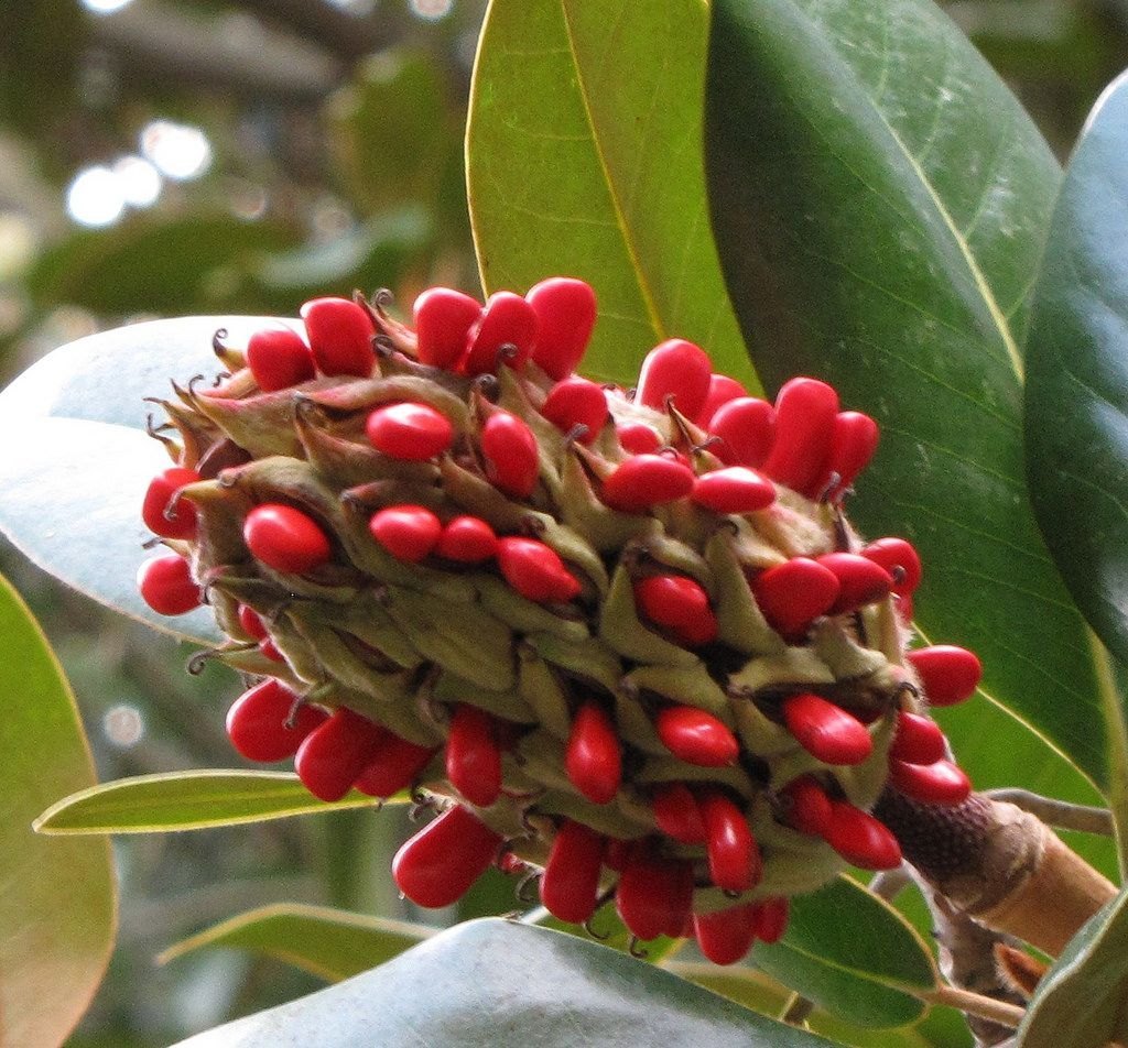 Magnolia Fruit Seeds for Planting – Heirloom, Non-GMO, Easy to Grow, Tree Seeds