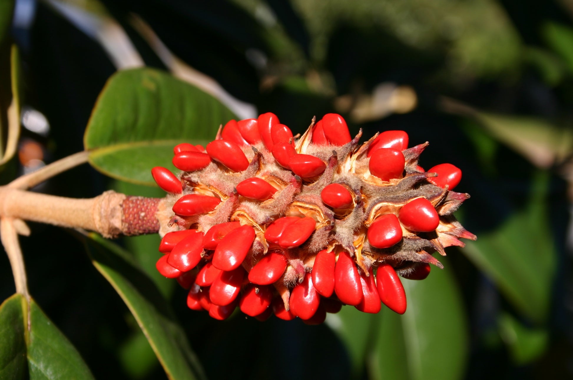 manglier plant seeds Magnolia Fruit Seeds for Planting – Heirloom, Non-GMO, Easy to Grow, T – Pure Asia Seeds