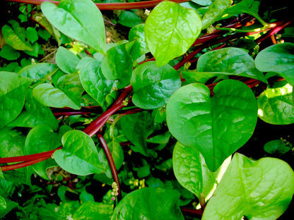 Red Stem Spinach Herb Seeds