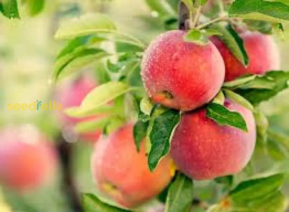 Apple Seeds for Planting - Grow Fresh Fruit