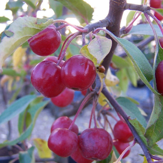 Malus Hupehensis Fruchtsamen