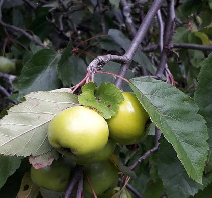 Prairie Crabapple (Malus ioensis) Apple Seeds