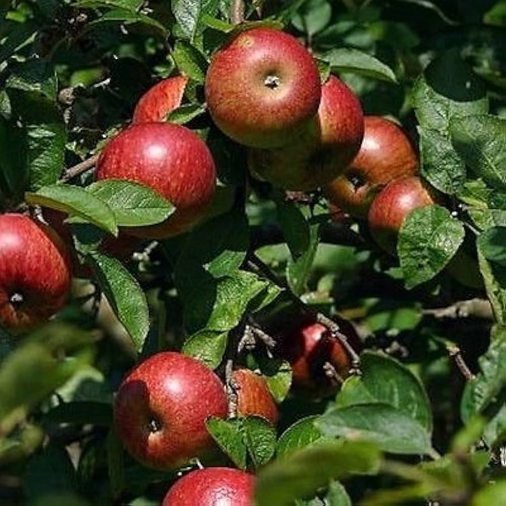 Crabapple Malus pumila Fruit Seeds for Planting for Orchard