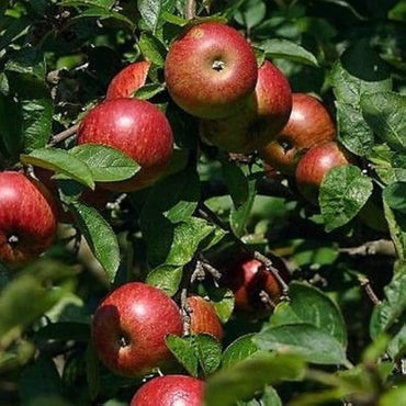 Crabapple Malus pumila Fruit Seeds for Planting for Orchard