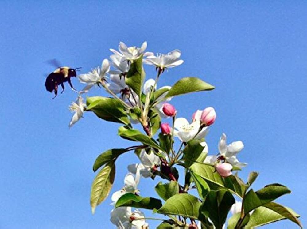 Sargent Crab Apple (Malus Sargentii) Shrub Hummingbird Flower White Red Seeds