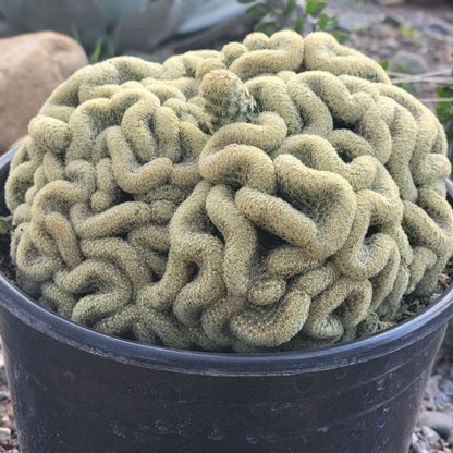 brain succulent plant Brain Cactus Herb Seeds for Planting – Heirloom, Non-GMO, Easy to Grow – Pure Asia Seeds