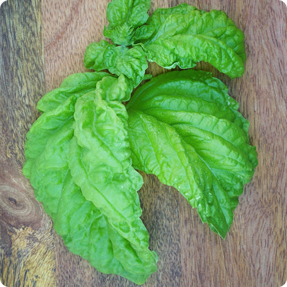 Basil Seeds Mammoth Leaf Ocimum Basilicum heirloom non-gmo organic garden seeds