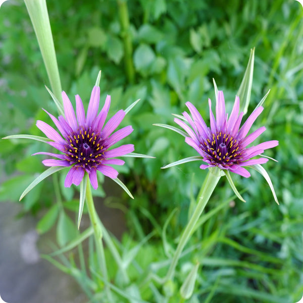 Mammoth Sandwich Island Salsify Seeds Tragopogon Porrifolius heirloom non-gmo organic garden seeds