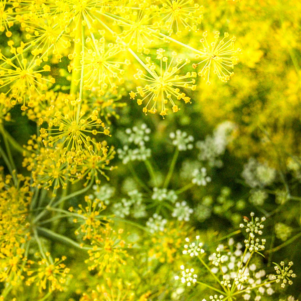 Mammoth Dill Anethum Graveolens Seeds heirloom non-gmo organic garden seeds