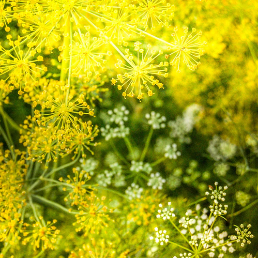 Mammoth Dill Anethum Graveolens Seeds heirloom non-gmo organic garden seeds