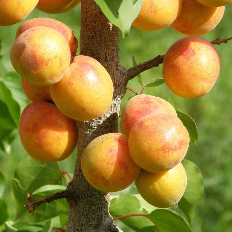 Semillas de albaricoque de Manchuria