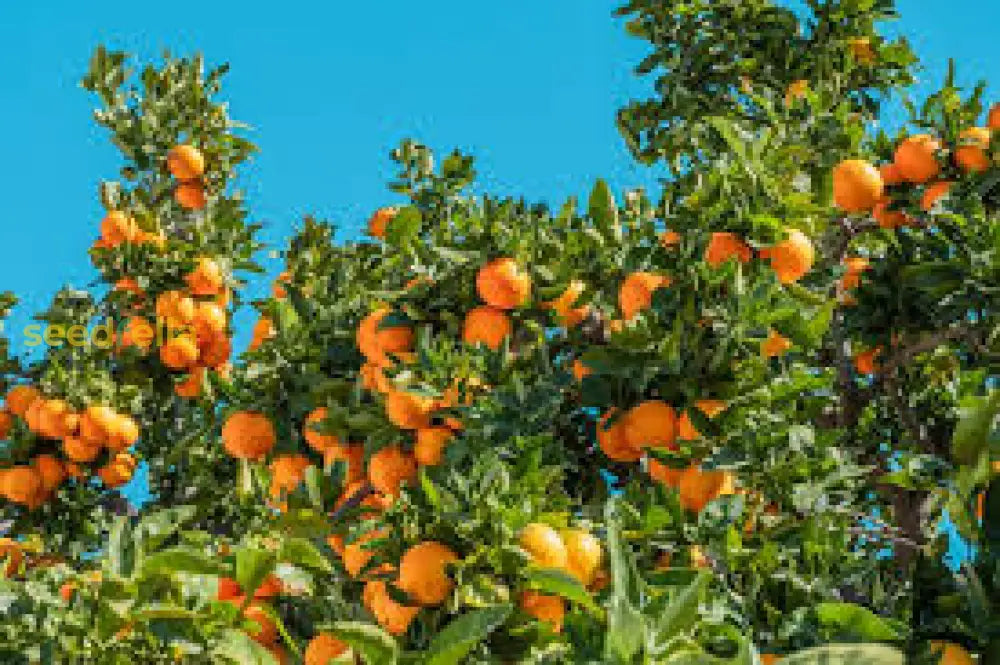 Orange Mandarin Seeds for Home Gardening Plant and Grow Fresh Oranges