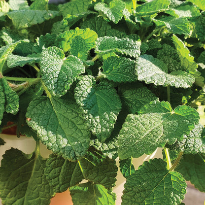 Mandarina Lemon Balm Melissa Officinalis 'Mandarina' Seeds heirloom non-gmo organic garden seeds