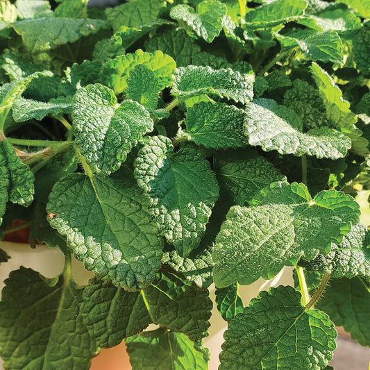 Mandarina Lemon Balm Melissa Officinalis 'Mandarina' Seeds heirloom non-gmo organic garden seeds