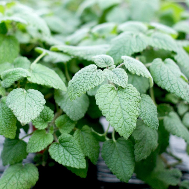 Mandarina Lemon Balm (Melissa officinalis 'Mandarina') Seeds