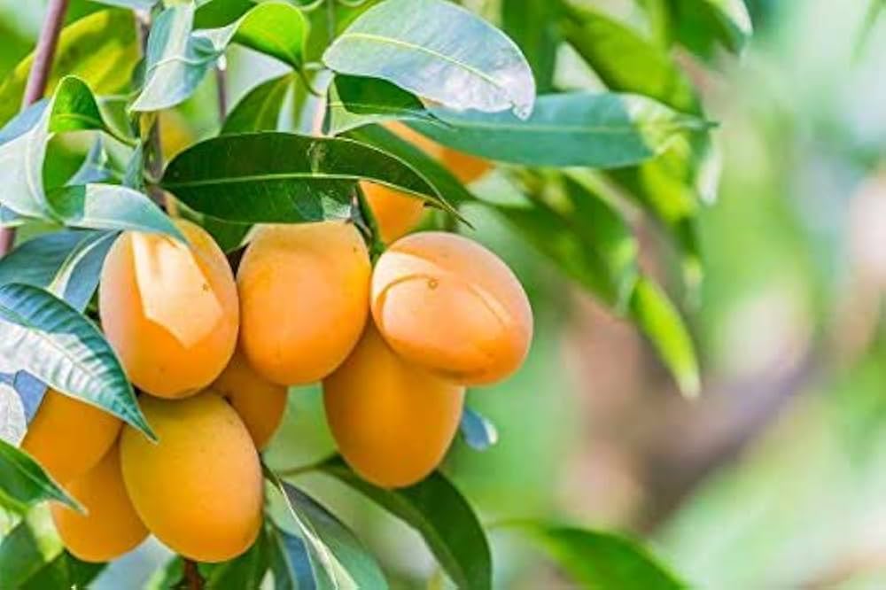 Mango Mangifera indica Fruit Seeds for Planting for Tropical Garden