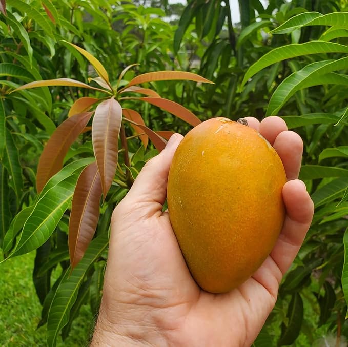 Mango Mangifera indica Fruit Seeds for Planting in Tropical Garden