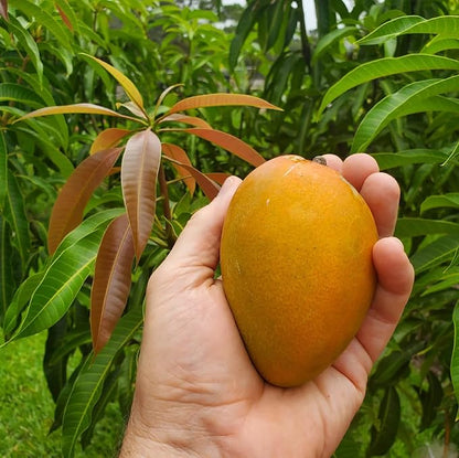 Mango Mangifera indica Fruit Seeds for Planting in Tropical Garden