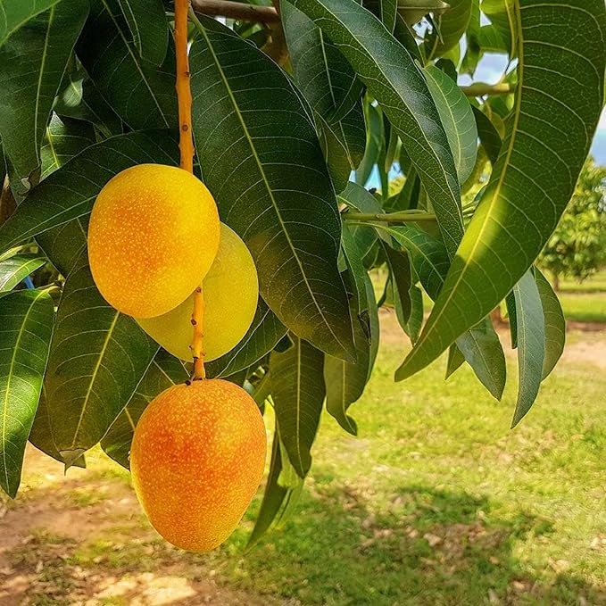 Mango Mangifera indica Fruit Seeds for Planting in Tropical Garden