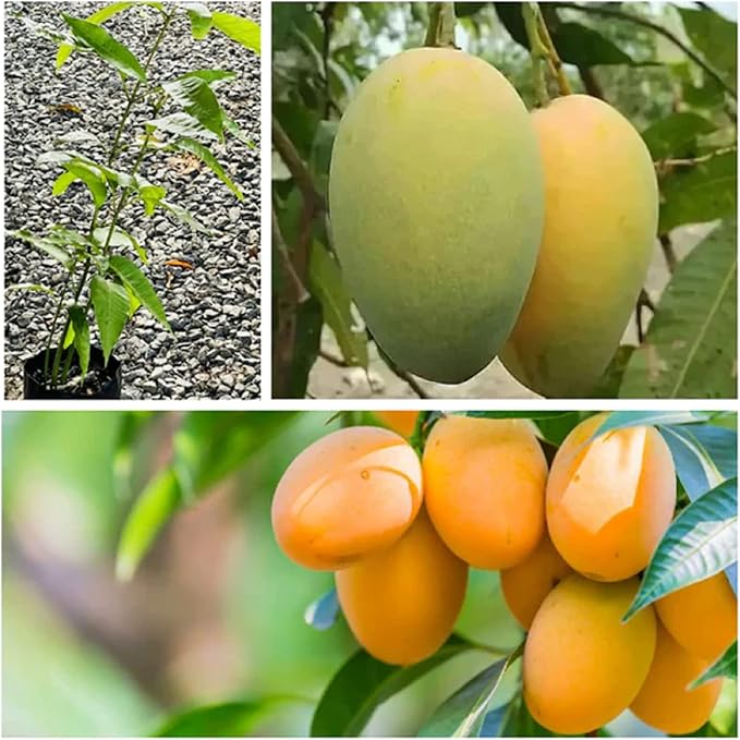 Mango Mangifera Indica Fruit Seeds For Planting In Tropical Garden heirloom non-gmo organic garden seeds
