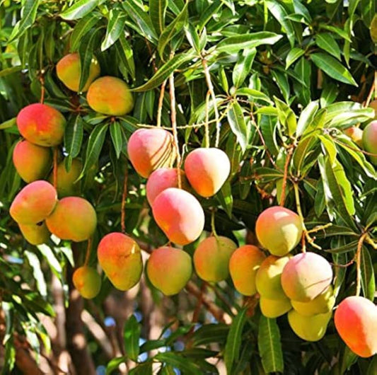 Mango Mangifera Indica Fruit Seeds For Planting For Tropical Garden heirloom non-gmo organic garden seeds