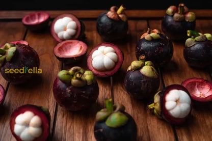 Mangosteen Seeds For Planting Exotic Fruit Seeds For Home Garden heirloom non-gmo organic garden seeds