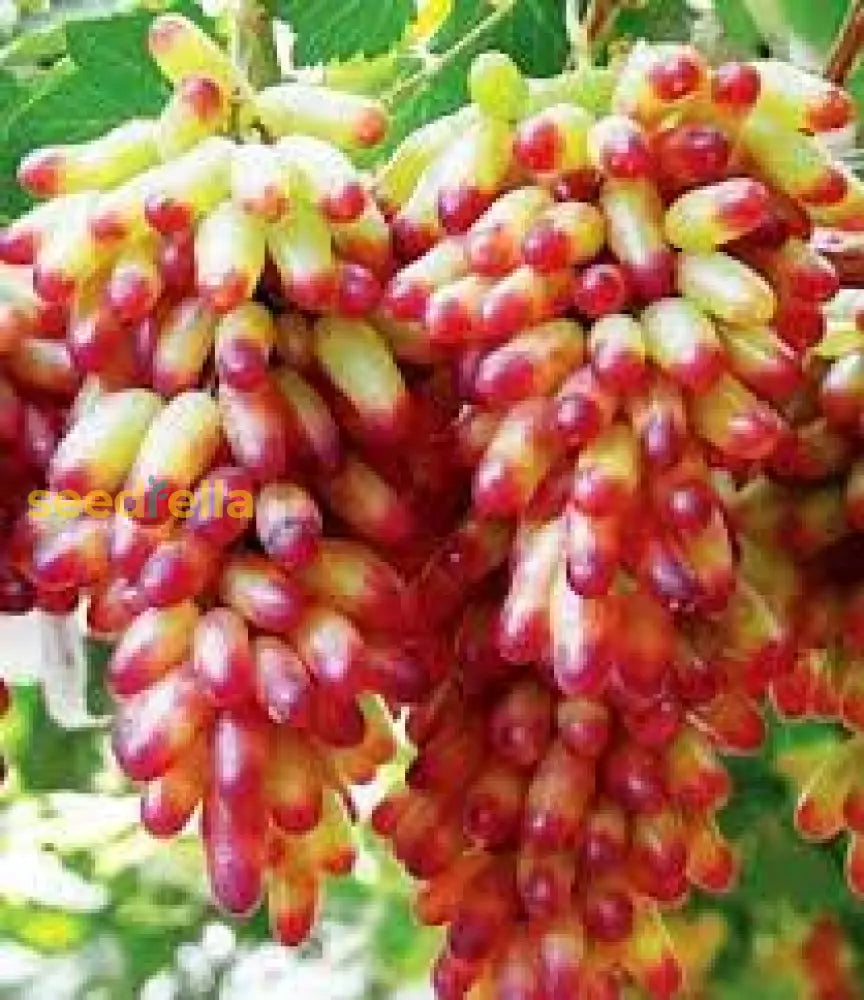 Manicure Finger Grape Fruit Seeds For Planting Grow Sweet Grapes In Your Garden heirloom non-gmo organic garden seeds