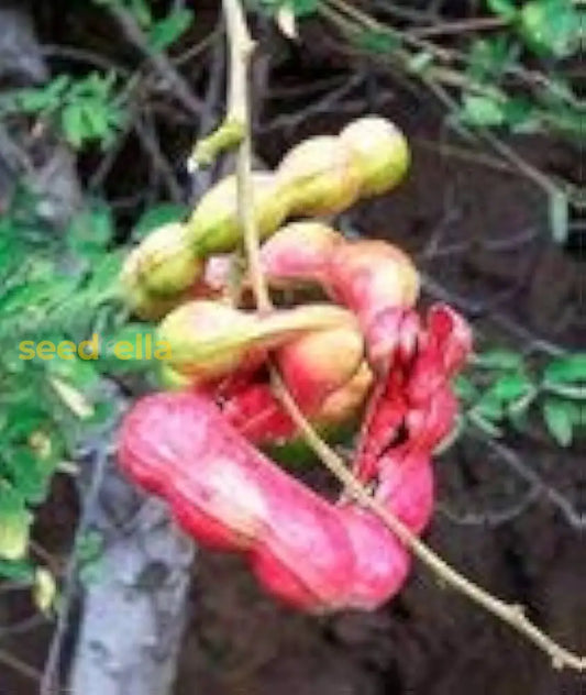 Manila Tamarind Tree Planting Seeds For Home Gardens heirloom non-gmo organic garden seeds