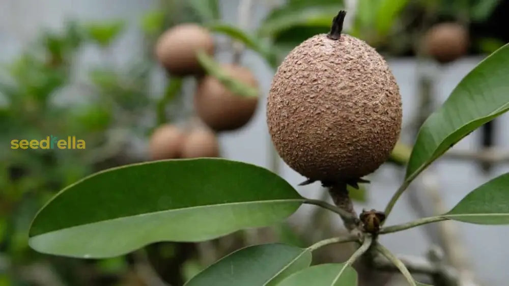 Sapodilla Fruit Planting Seeds for Thriving Home Gardens