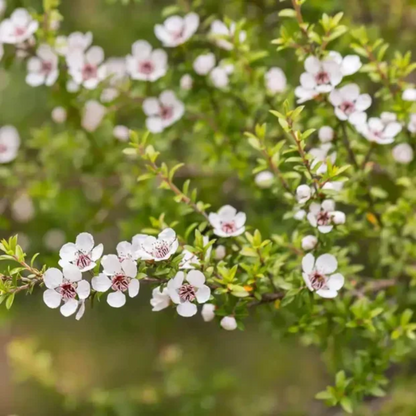 manuka flower seeds Manuka Tea (Leptospermum scoparium) Flower Seeds for Planting – Heirlo – Pure Asia Seeds