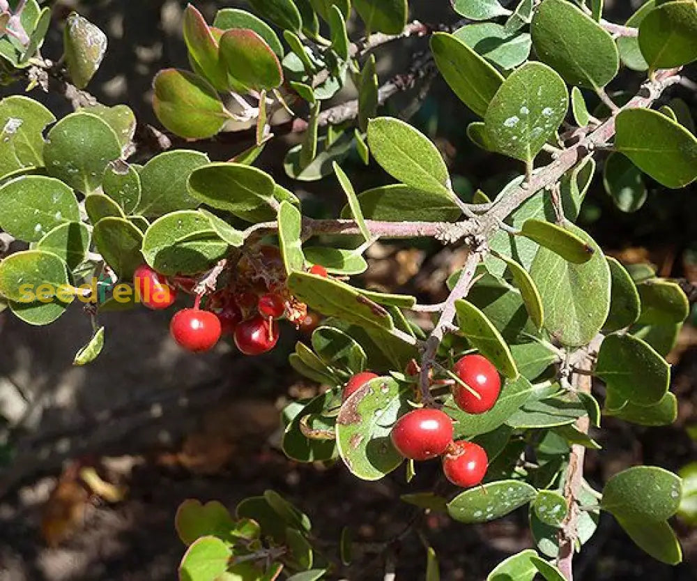 Arctostaphylos Manzanita Tree Seeds for Easy Planting