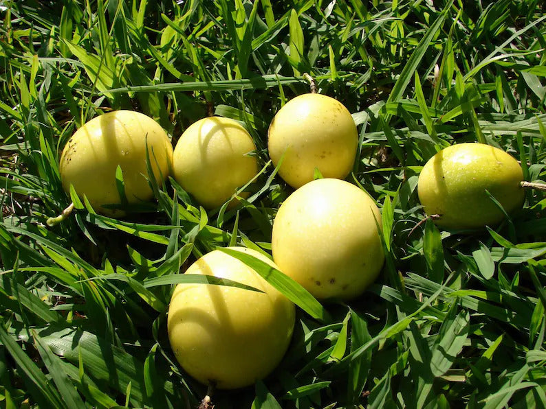 Yellow Maracuja Fruit Seeds Planting