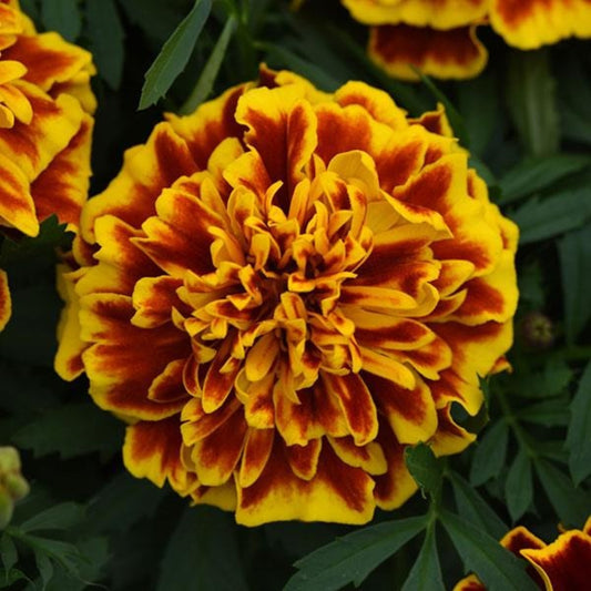French Marigold 'Bonanza Yellow' – Bright & Cheerful Garden Flower
