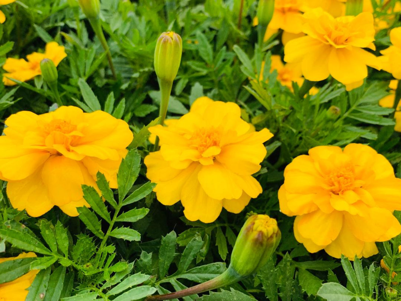 French Marigold 'Durango Yellow' – Bright & Cheerful Garden Flower