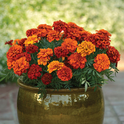 French Marigold 'Safari Tangerine' – Vibrant Orange Garden Flower