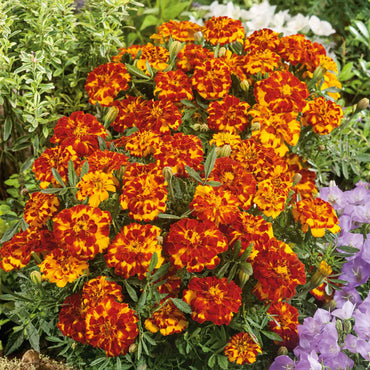 French Marigold 'Durango Bolero' – Vibrant & Compact Garden Flower