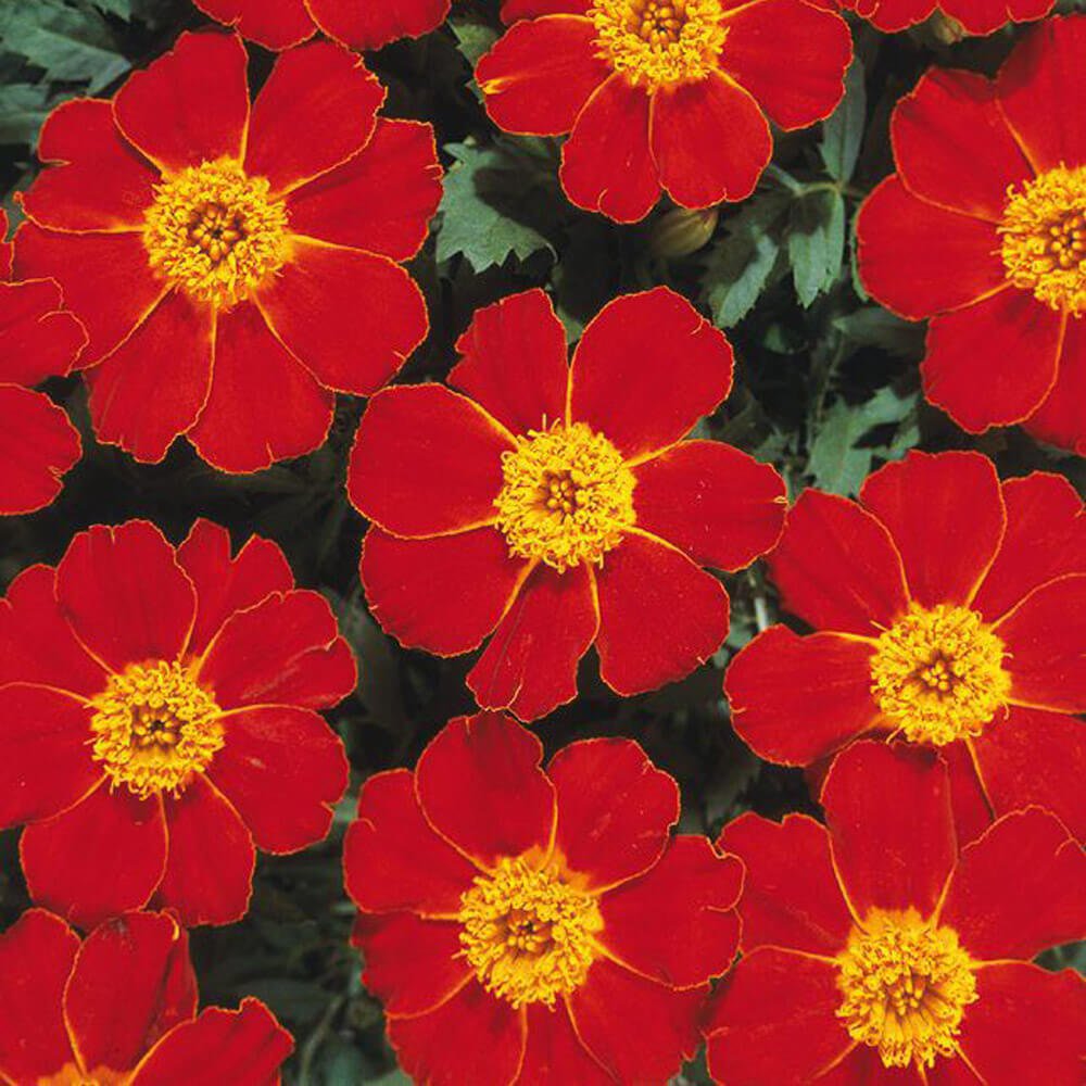 French Marigold 'Disco Red' – Bold & Vibrant Garden Flower