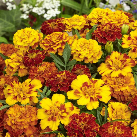 French Marigold 'Safari Mix' – Colorful & Vibrant Garden Flower Blend