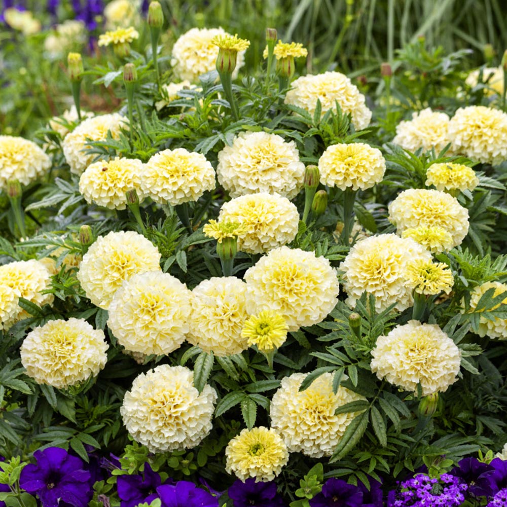 white marigold seeds White Marigold Flower Seeds for Planting – Heirloom, Non-GMO, Easy to – Pure Asia Seeds