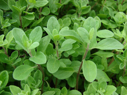 Marjoram (Origanum majorana) Seeds