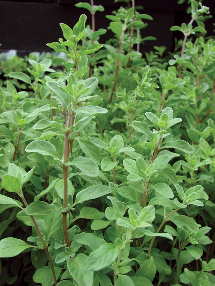 planting marjoram seeds Marjoram Origanum Majorana Seeds Organic Garden Seeds – Pure Asia Seeds