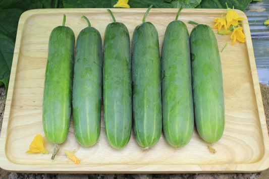 Marketmore Slicing Cucumber Cucumis Sativus Fruit Seeds heirloom non-gmo organic garden seeds