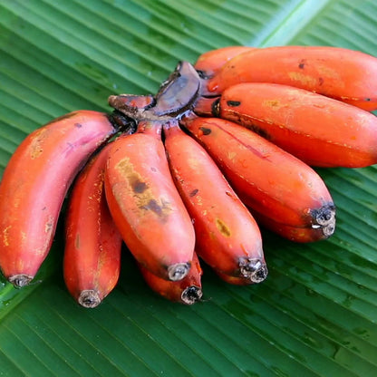 Maroon Red Banana Fruit Seeds For Planting heirloom non-gmo organic garden seeds